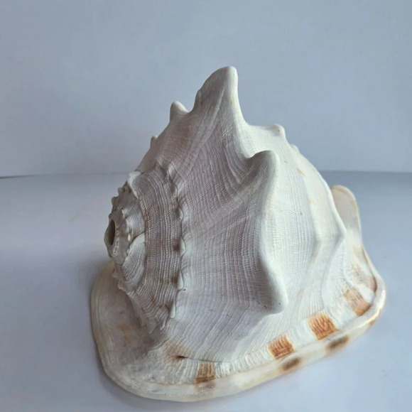 Giant 9" Cassis cornuta helmet sea  shell. Collector home decor - Picture 6 of 6